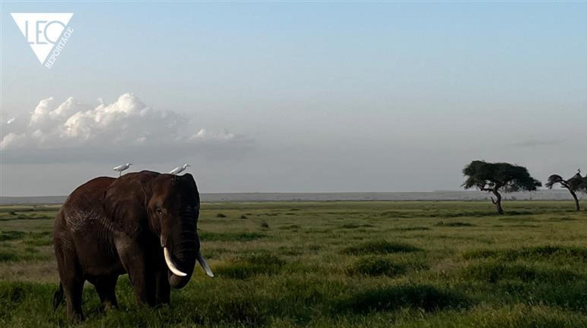 Katha und Felix verbringen ihre Flitterwochen in Kenia und auf Sansibar. (Bild: Katha & Felix Frank)